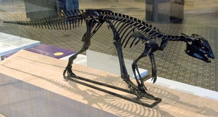 Hypsilophodon replica at Brussels Science Institute